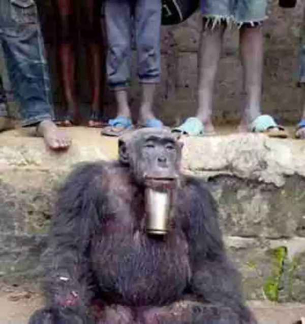 Hunter Kills & Butchers A Huge Male Gorilla In Sapele, Delta State (Graphic Pics)